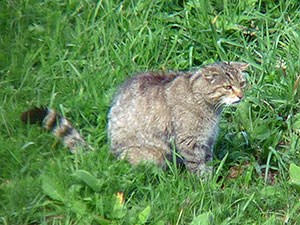 Brown Bears, birds & butterflies in the Alto Sil & Somiedo N.P. : Trip Report August 2014